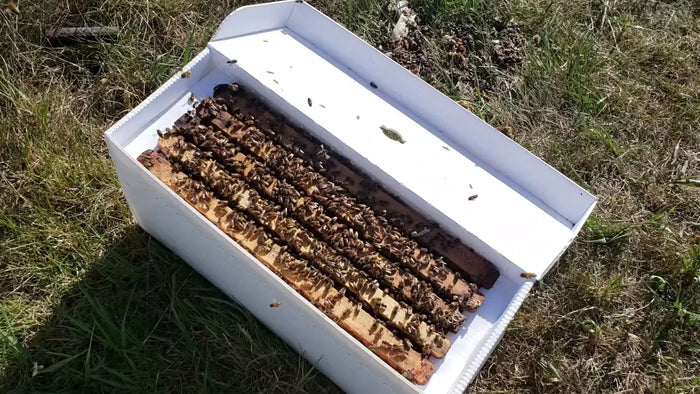 2026 NUCS FOR SALE 5 Frame Nucleus Hive 50% deposit Nuc îs $270.00 - Pickup in April 2026