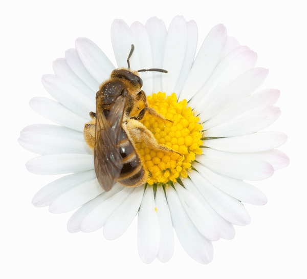 "Bee Scrub" Sugar Scrub