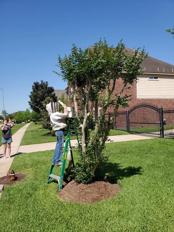 Safe Bee Removal / Rescue / Relocation