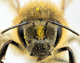 Pollination Services/Ag Exemption