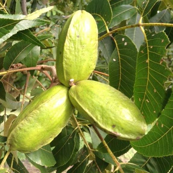 1lb Bag Local Texas Pecans