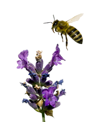 "Bee Balanced" Botanical Toner