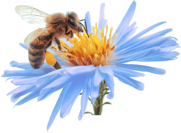 "Bee Fresh" Skin Toner & Bracer Spray