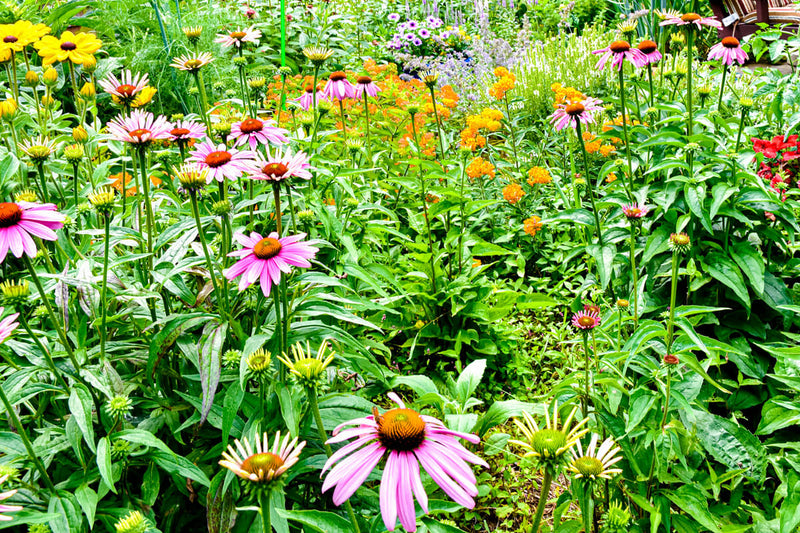 The Most Effective Flowers for Pollinators