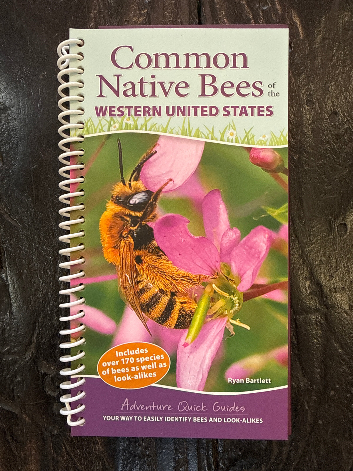 Common Native Bees Western US