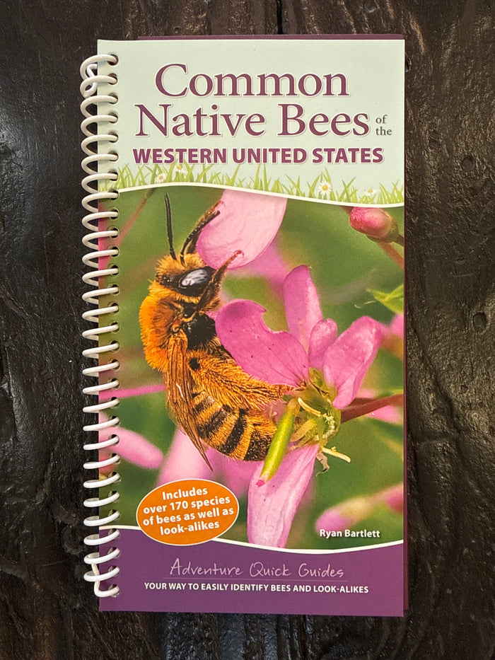 Common Native Bees Western US
