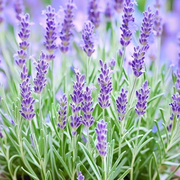 lavender flower meaning in bengali Lavender Infused Honey 16oz – SweetNes Honey Apiaries & Beetique