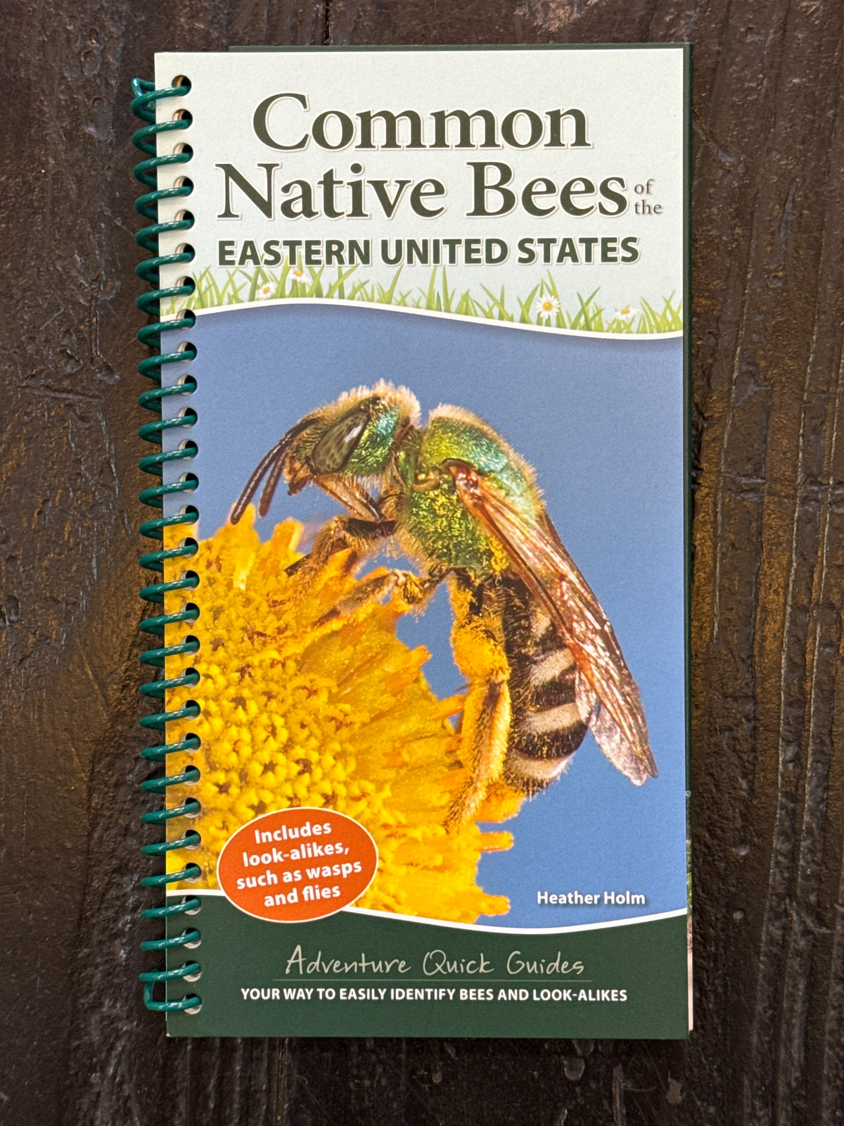 Common Native Bees Eastern US