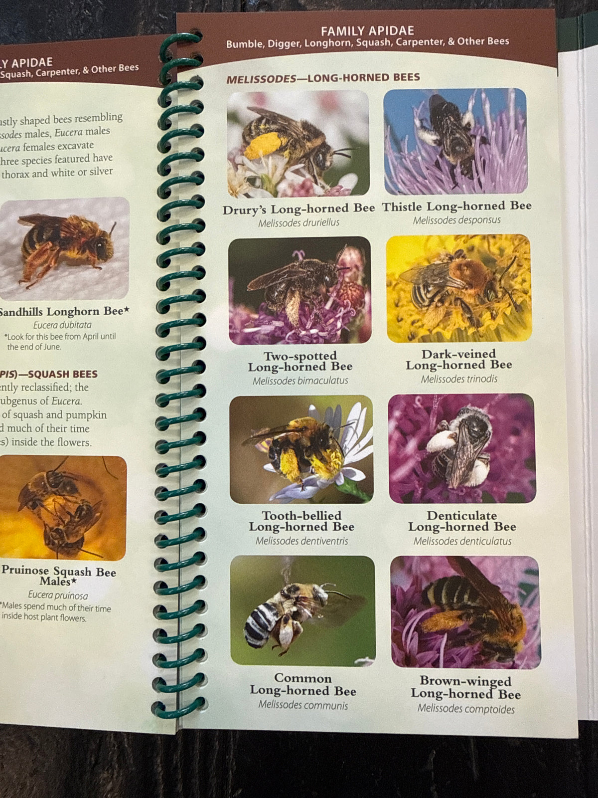 Common Native Bees Eastern US