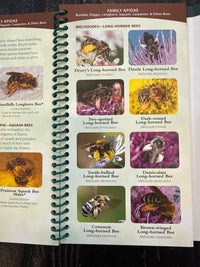 Common Native Bees Eastern US