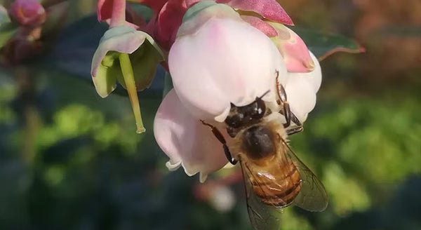 Blueberry Infused Honey 16oz