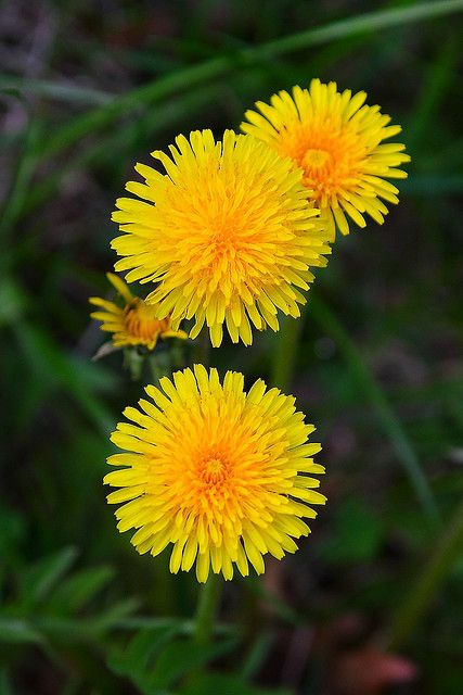 Honey Infused w/Dandelion