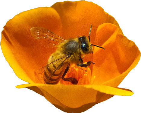 "Bee Aglow" Beauty Elixir