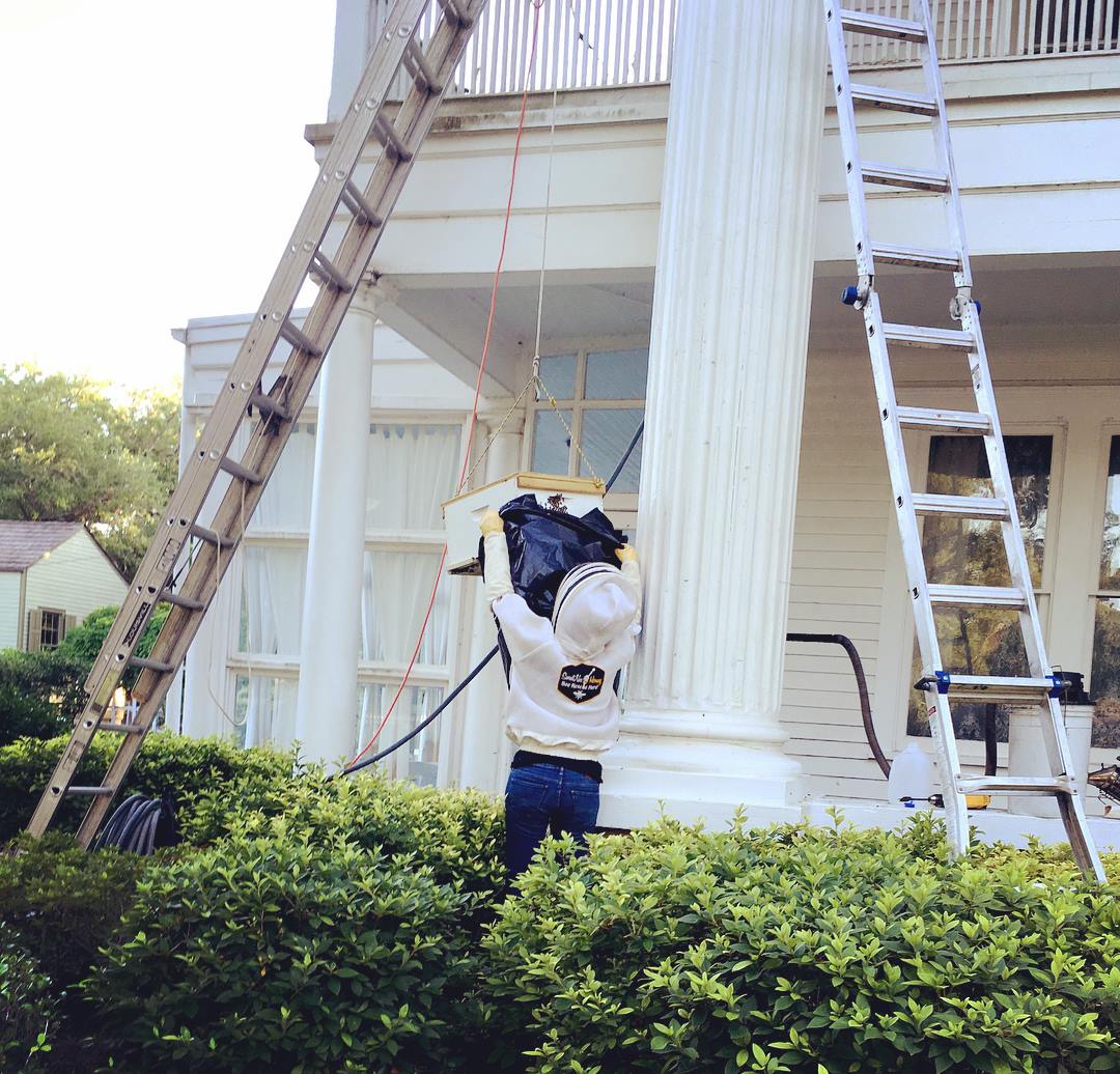 Safe Bee Removal / Rescue / Relocation