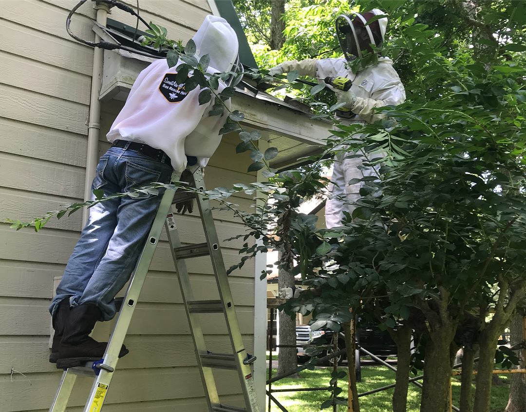 Safe Bee Removal / Rescue / Relocation