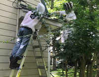 Safe Bee Removal / Rescue / Relocation