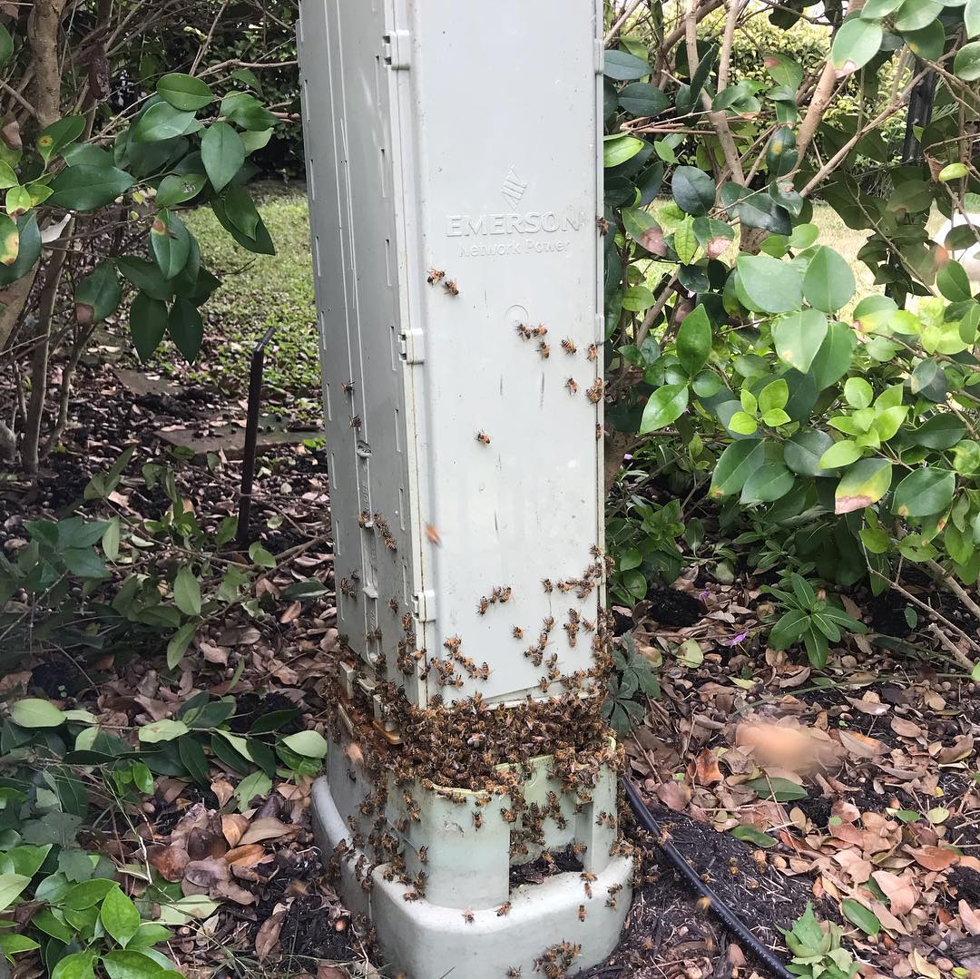 Safe Bee Removal / Rescue / Relocation