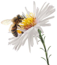 "Bee Imbued" Hydrating Botanical Body Wash