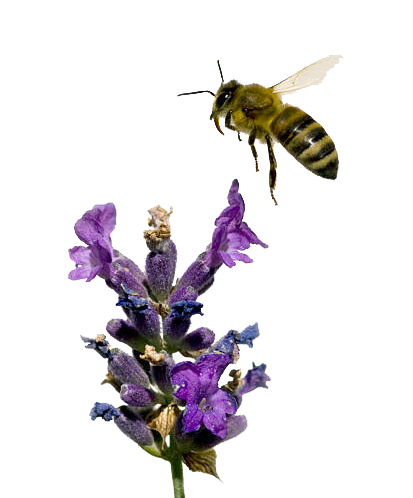 "Bee Balanced" Botanical Toner