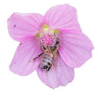 "Bee Gentle" Botanical Face Wash
